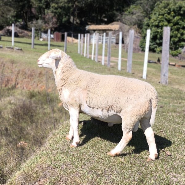 Carneiro Whiter Dopper ou R$ 1500