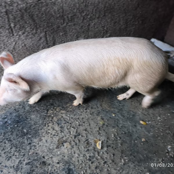 1.500,00 com apenas 0,03 centavos