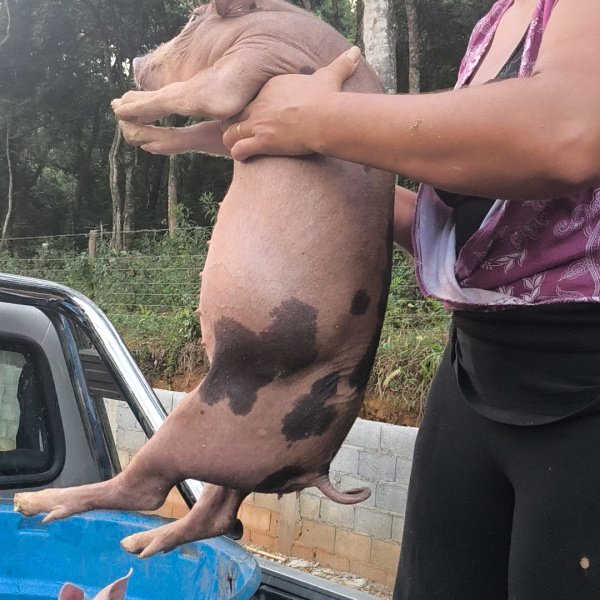 Leitão ou 350,00 no Pix ou Cx abelha Jataí 