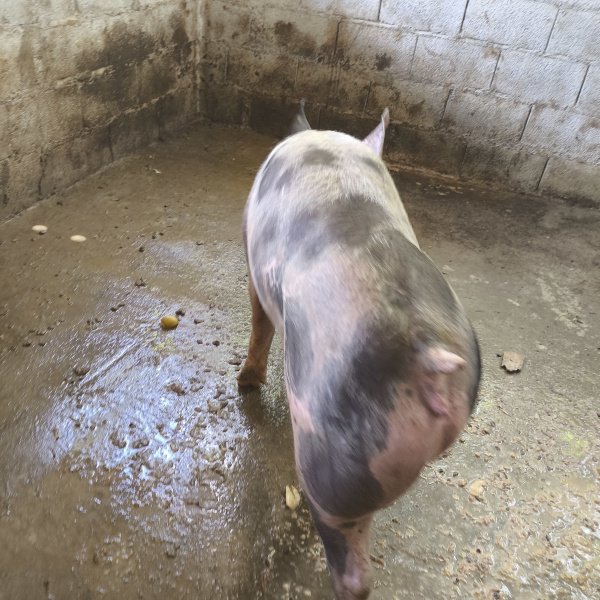 Carneira Dopper, ou Porca aproximadamente 65 0 75 kilos 