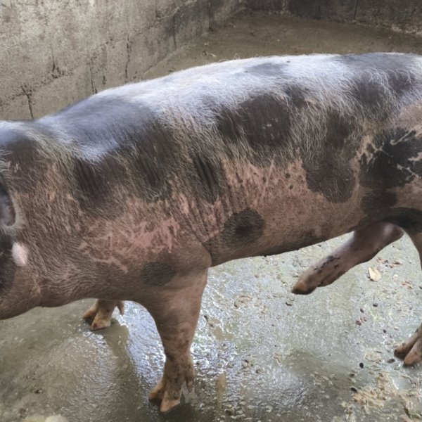 Carneira Dopper, ou Porca aproximadamente 65 0 75 kilos 
