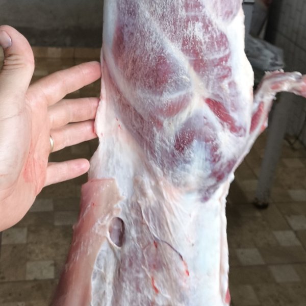 Edição 3 Leitão ou Banda de Cordeiro ou R$350 