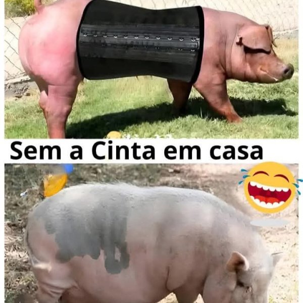 Leitão 20 kilos  ou abelha sem ferrão ou Pix de R$400