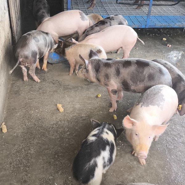 1.500,00 com apenas 0,03 centavos